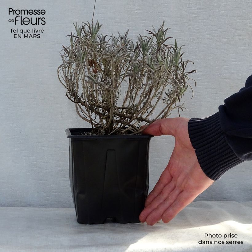 Lavandula angustifolia Alba - Lavanda vera Vaso da 2L/3L esemplare consegnato in primavera