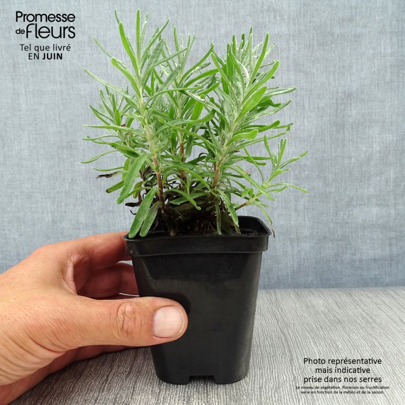 Esemplare di Lavandula angustifolia Dwarf Blue - Lavanda vera Vasetto da 8/9 cm consegnato in estate