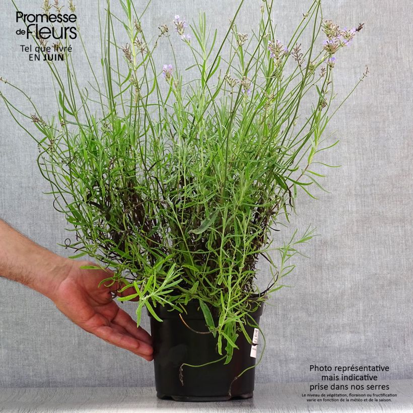 Esemplare di Lavandula angustifolia Dwarf Blue - Lavanda vera Vaso da 2L/3L consegnato in estate
