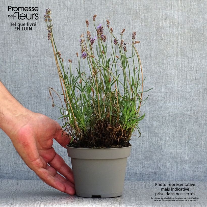Esemplare di Lavandula angustifolia Hidcote - Lavanda vera Vaso da Ø 12 cm / 13 cm consegnato in estate