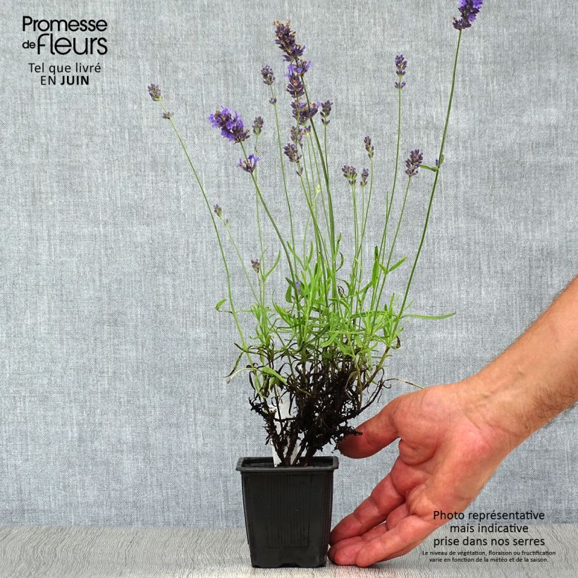Esemplare di Lavandula angustifolia Hidcote - Lavanda vera Vasetto da 7/8 cm consegnato in estate