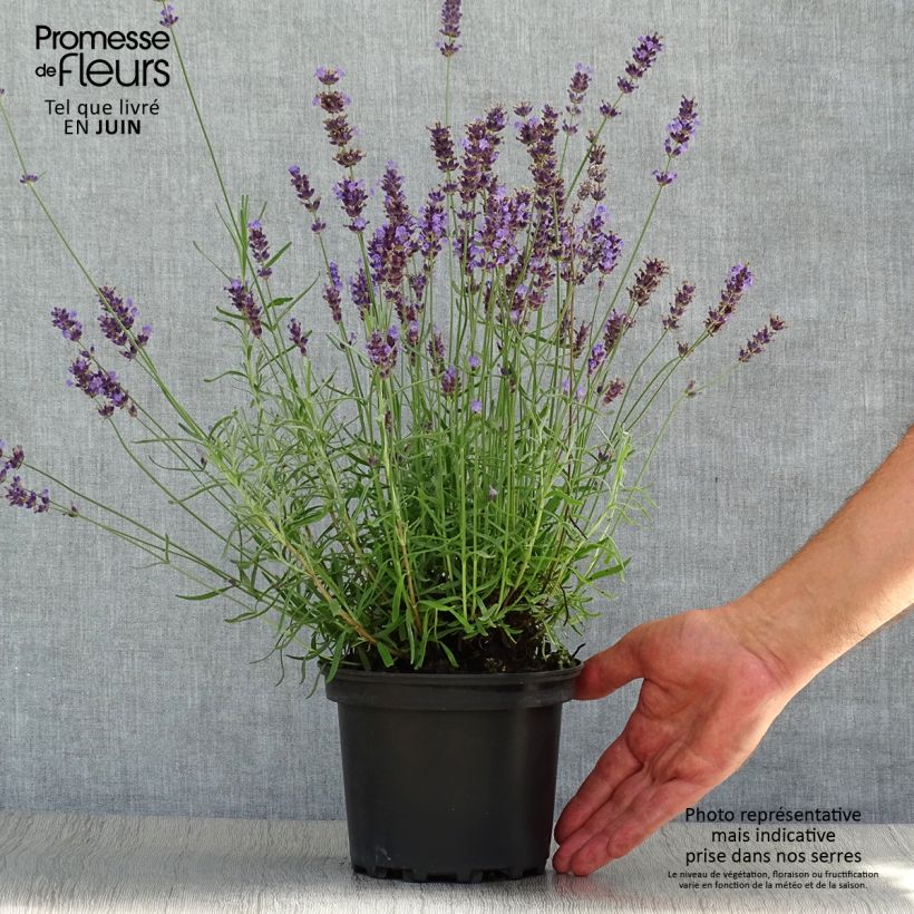 Esemplare di Lavandula angustifolia Hidcote - Lavanda vera Vaso da 1,5L/2L consegnato in estate