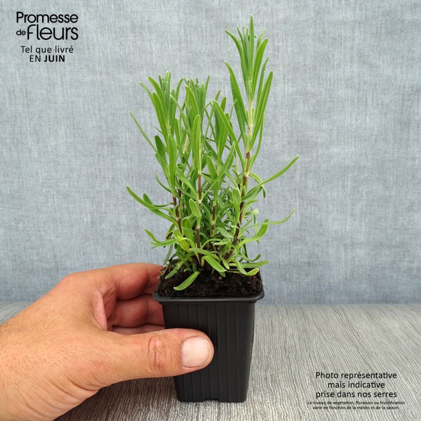Esemplare di Lavandula angustifolia Rosea - Lavanda vera Vasetto da 7/8 cm consegnato in estate
