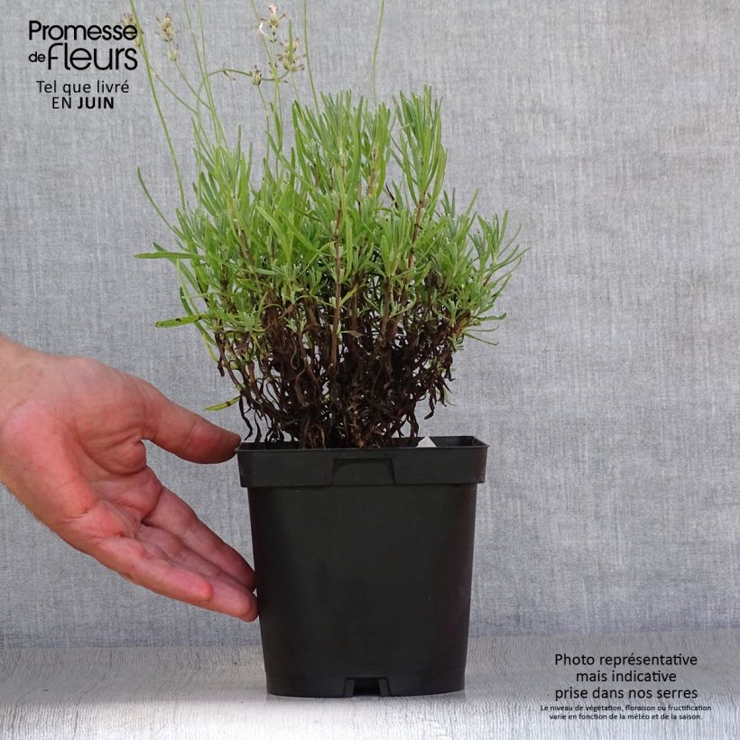 Esemplare di Lavandula angustifolia Rosea - Lavanda vera Vaso da 2L/3L consegnato in estate