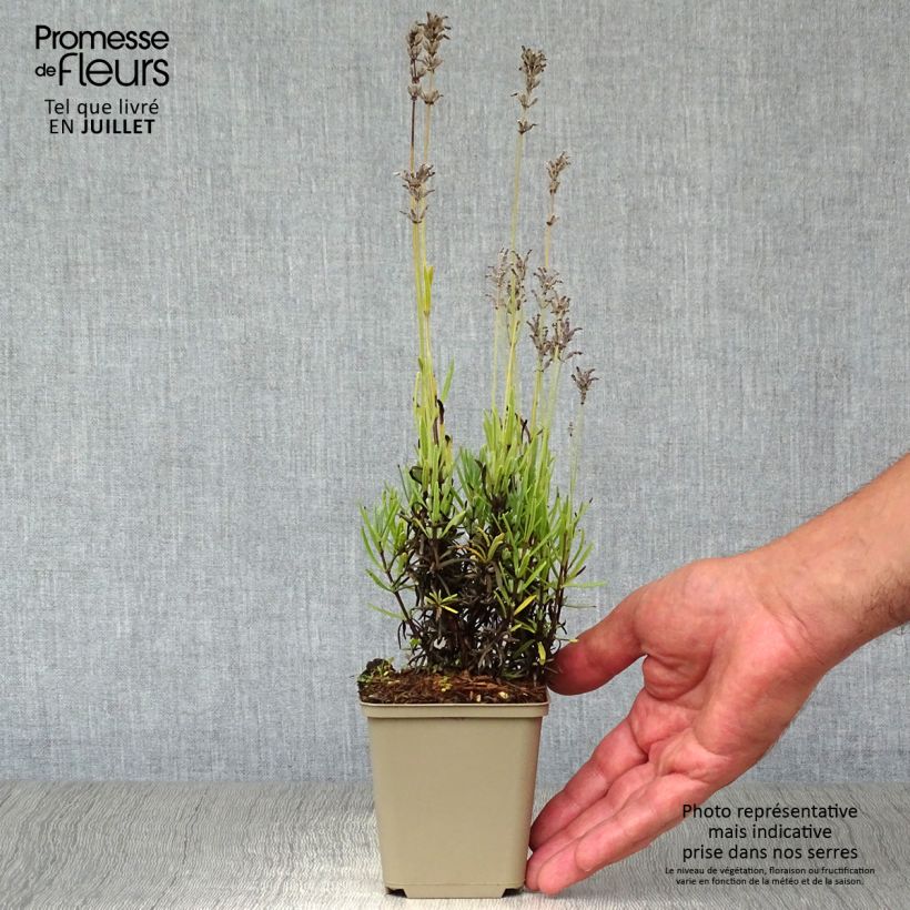 Esemplare di Lavandula angustifolia Middachten - Lavanda vera Vasetto da 8/9 cm consegnato in estate