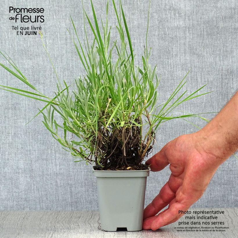 Esemplare di Lavandula intermedia Dutch Group - Lavandino Vasetto da 8/9 cm consegnato in estate