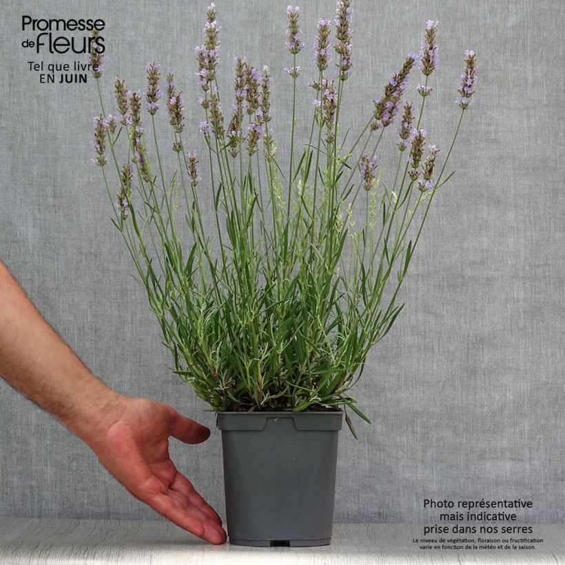 Esemplare di Lavandula intermedia Dutch Group - Lavandino Vaso da 2L/3L consegnato in estate