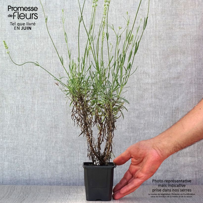 Esemplare di Lavandula intermedia Grappenhall - Lavandino Vasetto da 8/9 cm consegnato in estate