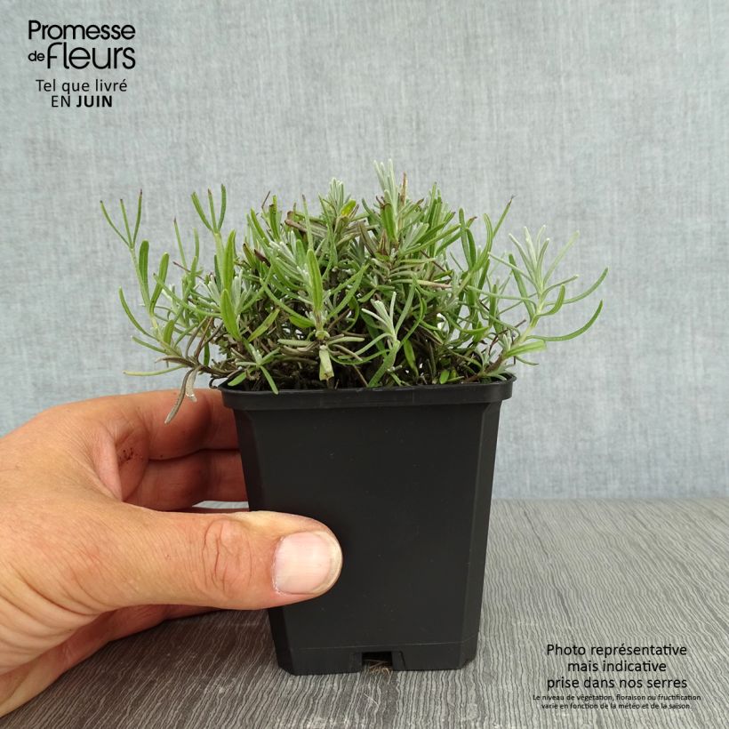 Esemplare di Lavandula angustifolia Essence Purple - Lavanda vera Vasetto da 8/9 cm consegnato in estate