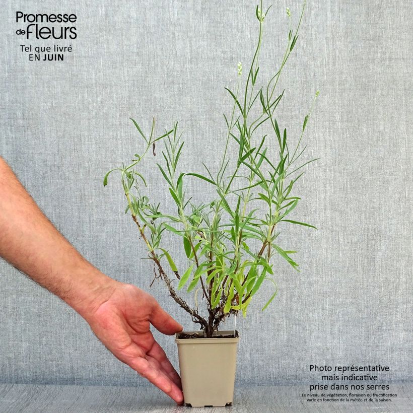 Esemplare di Lavandula angustifolia Hidcote White - Lavanda vera Vasetto da 8/9 cm consegnato in estate