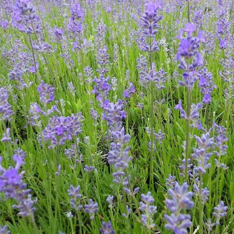 Lavandula angustifolia Middachten - Lavanda vera (Fioritura)