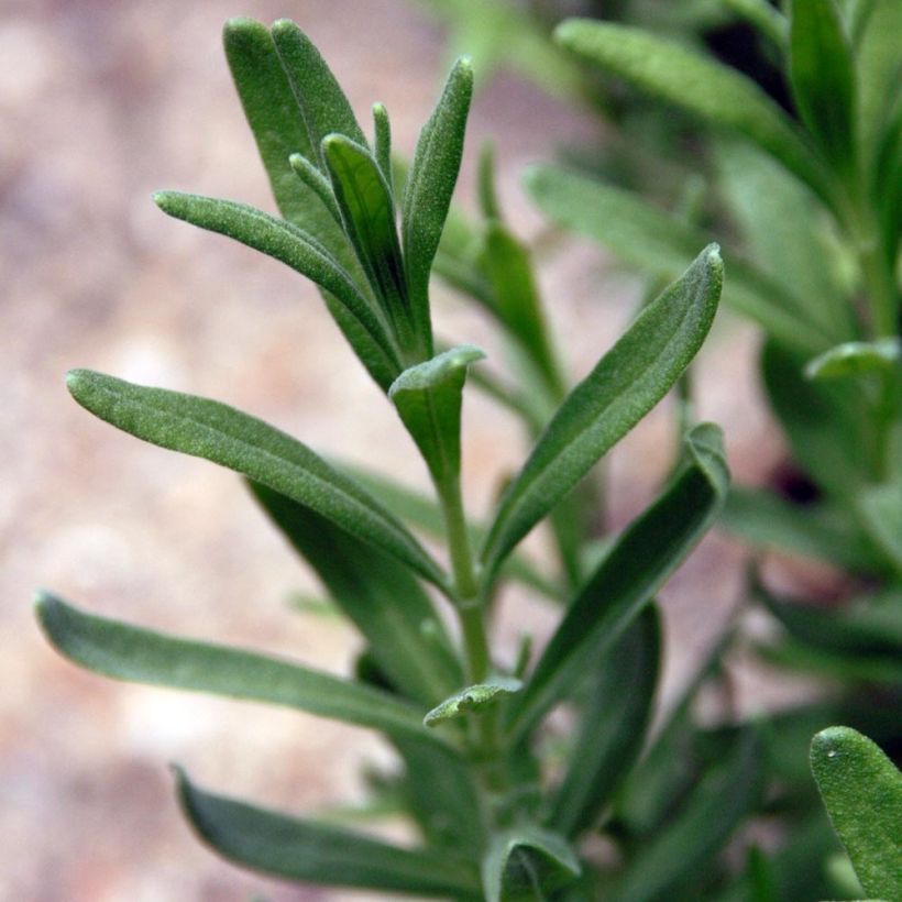 Lavandula angustifolia Siesta - Lavanda vera (Fogliame)