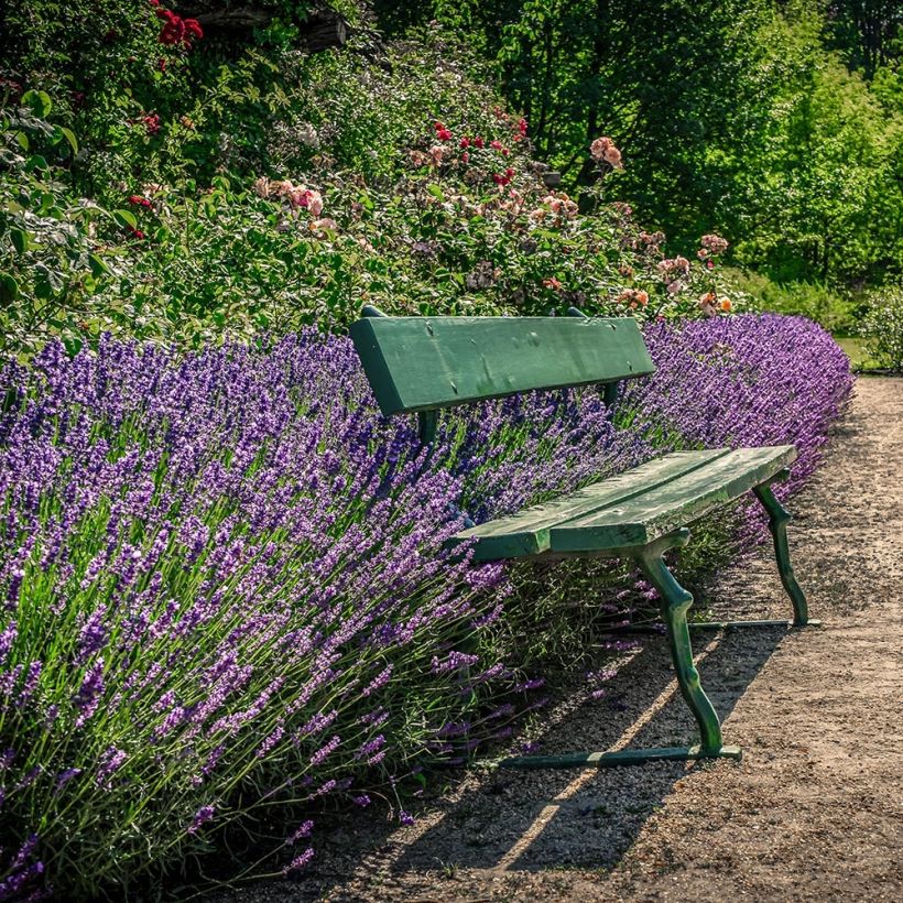 Lavandula angustifolia Siesta - Lavanda vera (Porto)