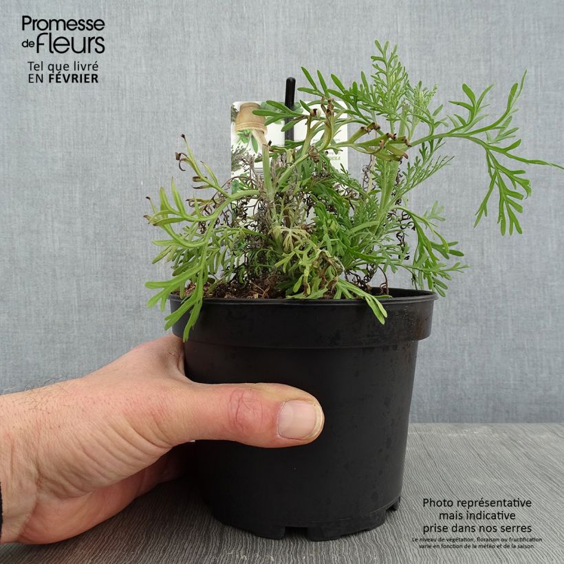 Lavandula pinnata var. pinnata - Lavanda Vaso da 1,5L/2L esemplare consegnato in inverno