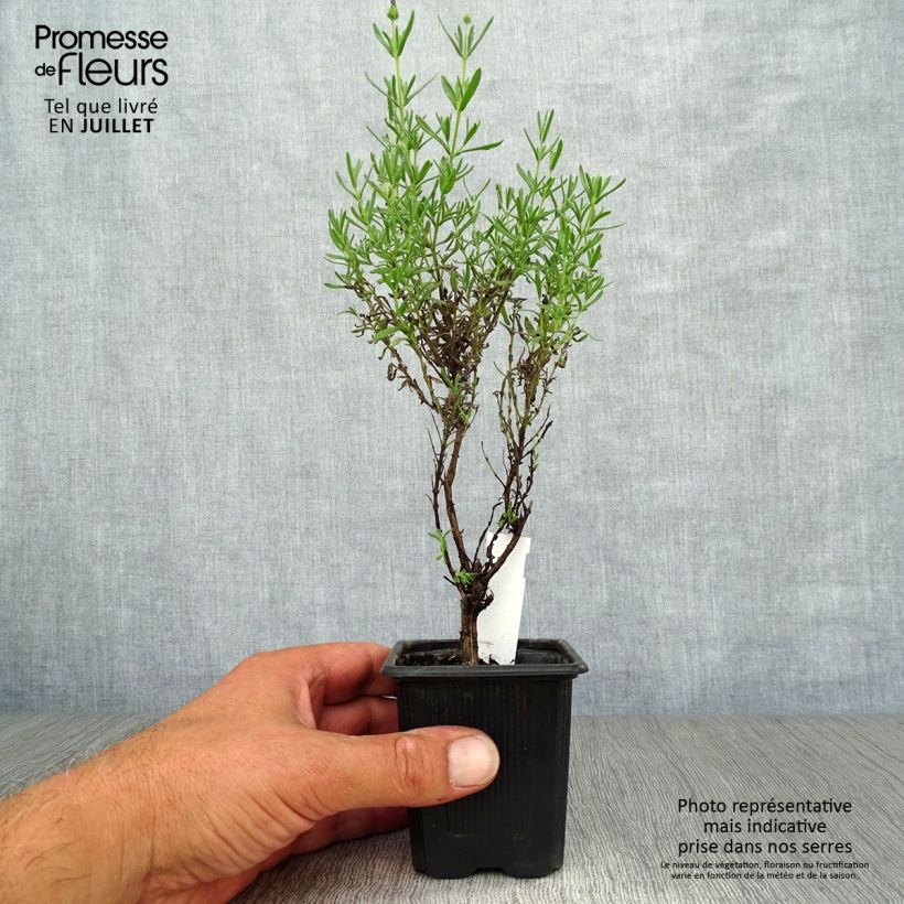 Esemplare di Lavandula stoechas Magical Posy Purple - Lavanda selvatica Vasetto da 8/9 cm consegnato in estate