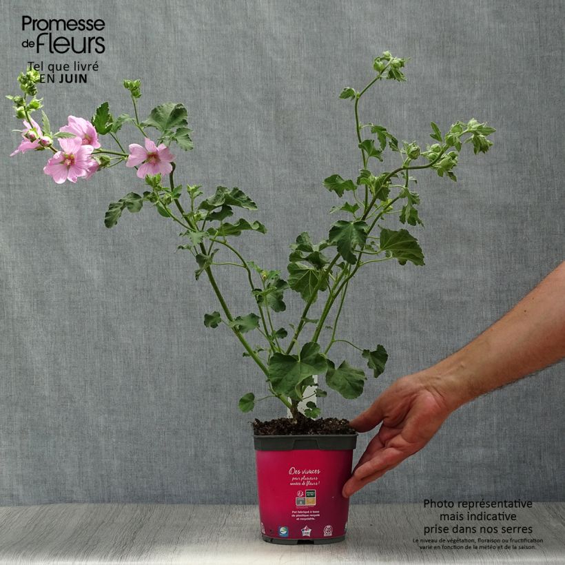 Esemplare di Lavatera olbia Rosea Vaso da 2L/3L consegnato in estate