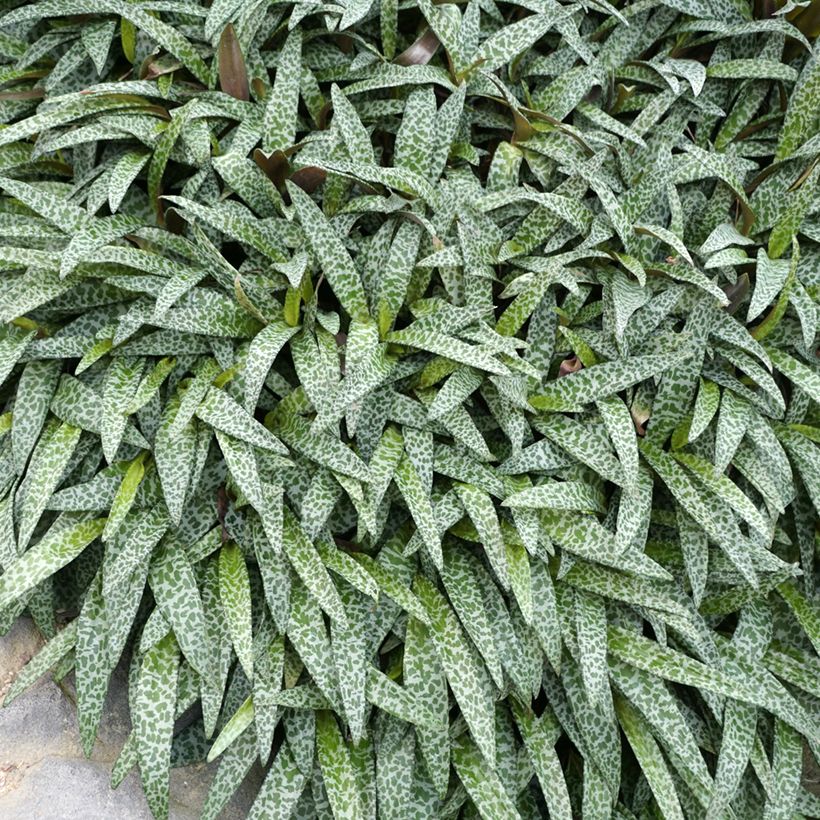 Ledebouria socialis - Scilla violacea (Fogliame)