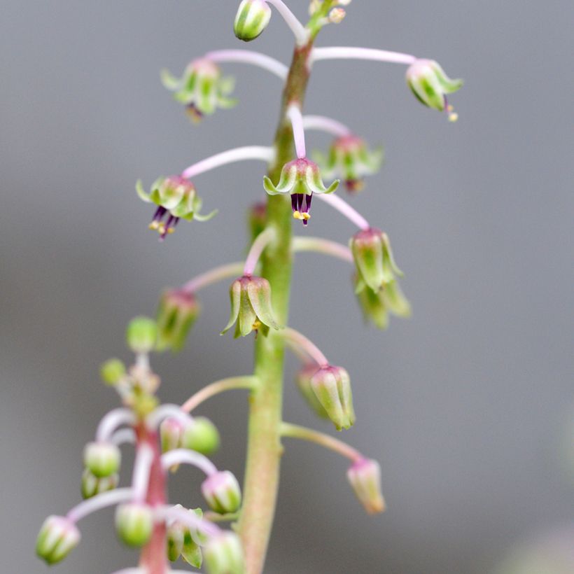 Ledebouria socialis - Scilla violacea (Fioritura)