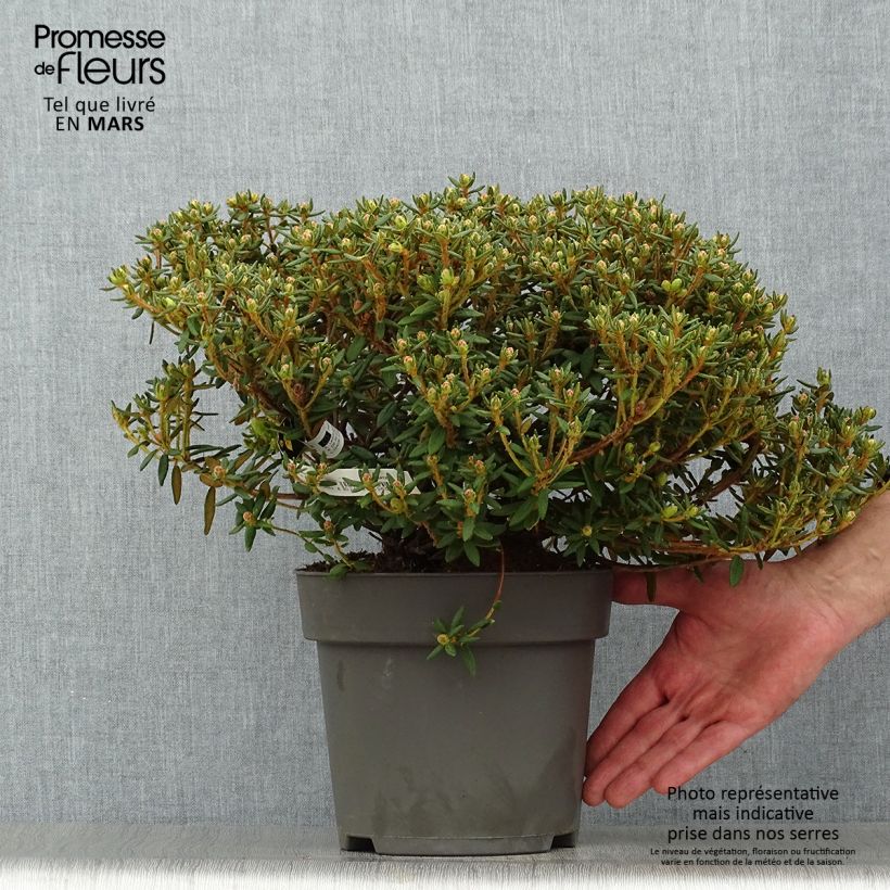 Ledum groenlandicum Helma Vaso da 2L/3LAltezza consegnata circa 20/30cm esemplare consegnato in primavera