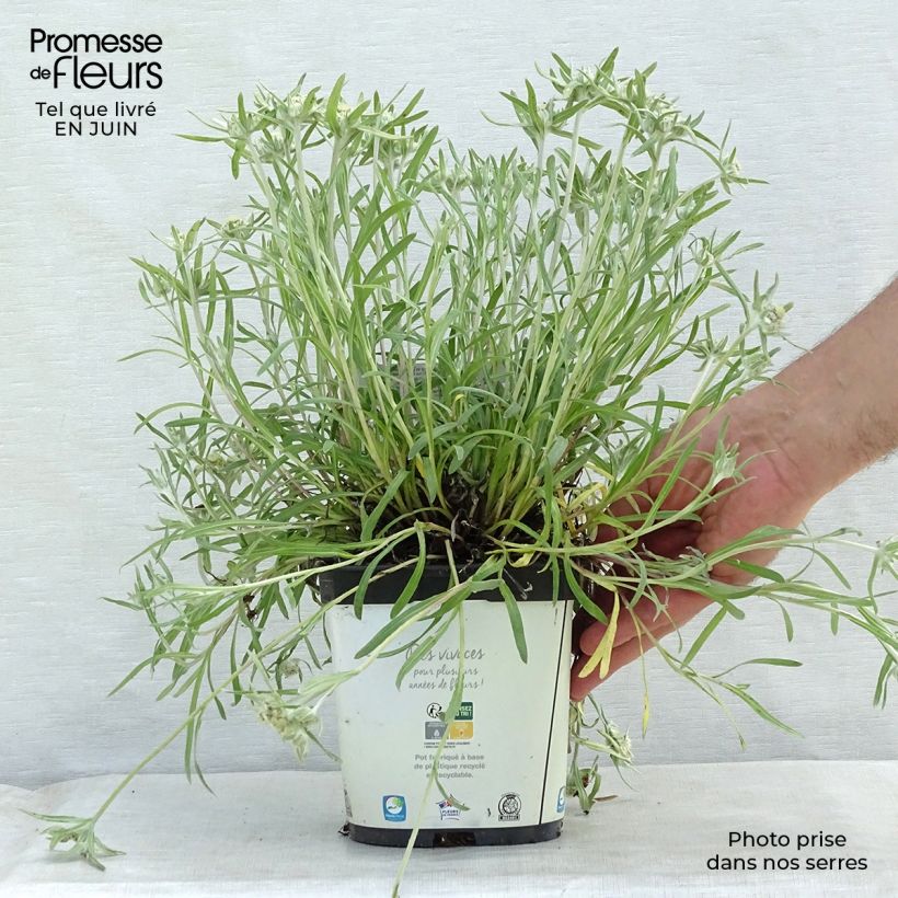 Esemplare di Leontopodium alpinum Blossom of Snow - Stella alpina Vaso da 2L/3L consegnato in estate