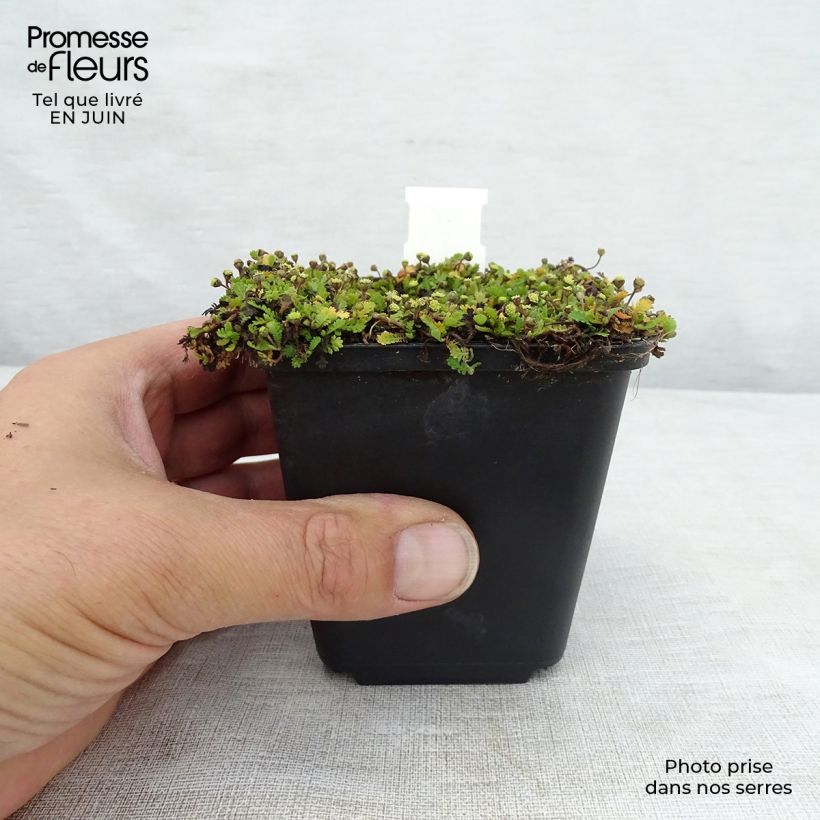 Esemplare di Leptinella dioica Minima Vasetto da 8/9 cm consegnato in estate