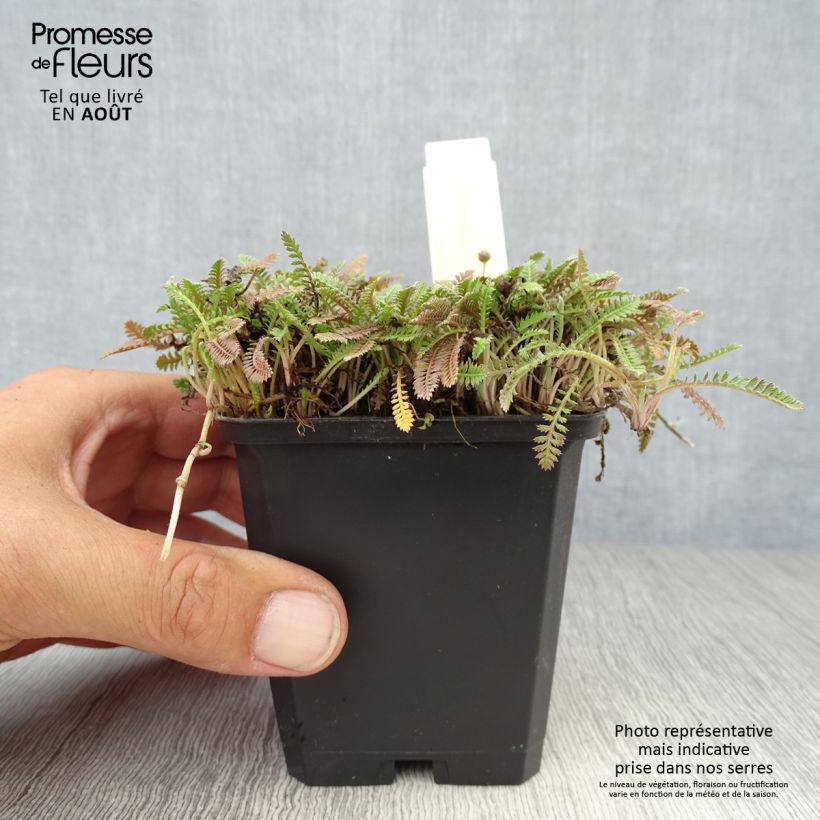 Esemplare di Leptinella potentillina Vasetto da 8/9 cm consegnato in estate