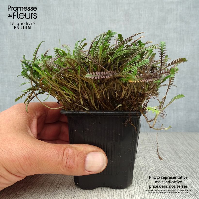 Esemplare di Leptinella squalida Platt's Black Vasetto da 8/9 cm consegnato in estate