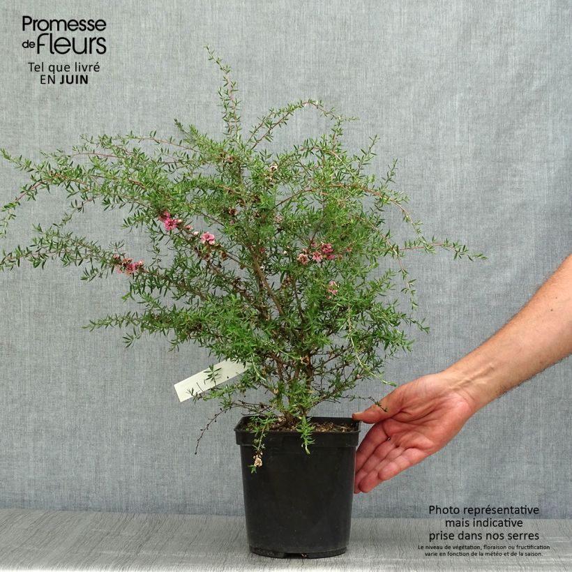 Esemplare di Leptospermum scoparium Coral candy - Manuka Vaso da 2L/3L consegnato in estate