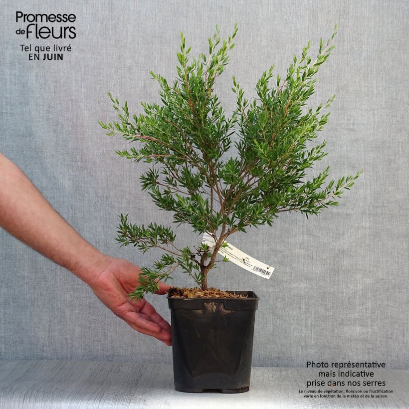 Esemplare di Leptospermum Karo Pearl Star - Manuka Vaso da 2L/3L consegnato in estate