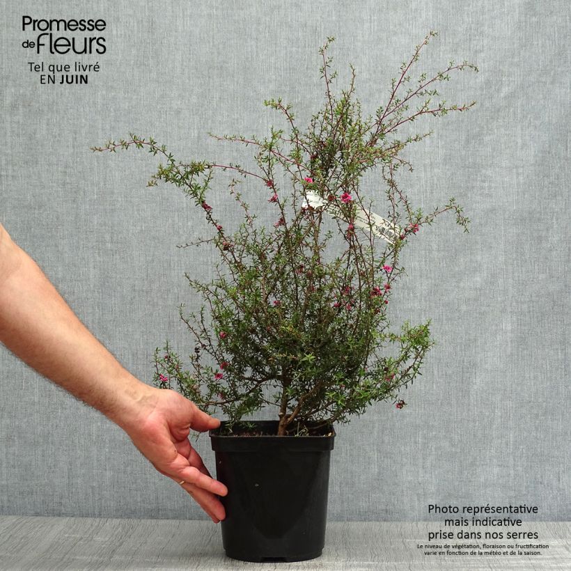 Esemplare di Leptospermum scoparium Wiri Kerry - Manuka Vaso da 2L/3L consegnato in estate