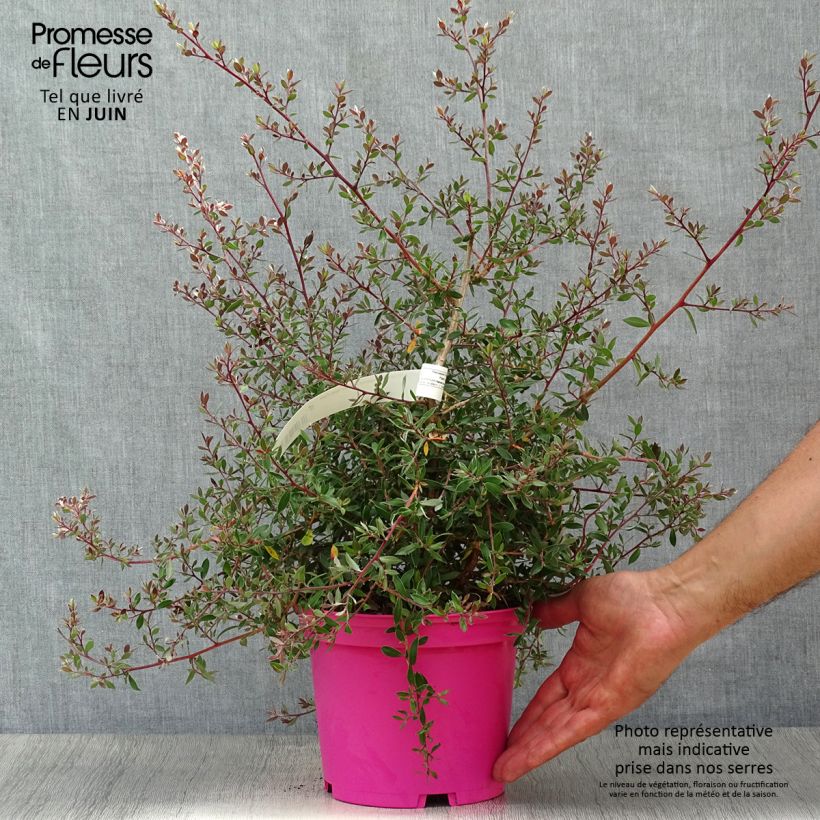 Esemplare di Leptospermum lanigerum Mesmer Eyes Vaso da 2L/3L consegnato in estate