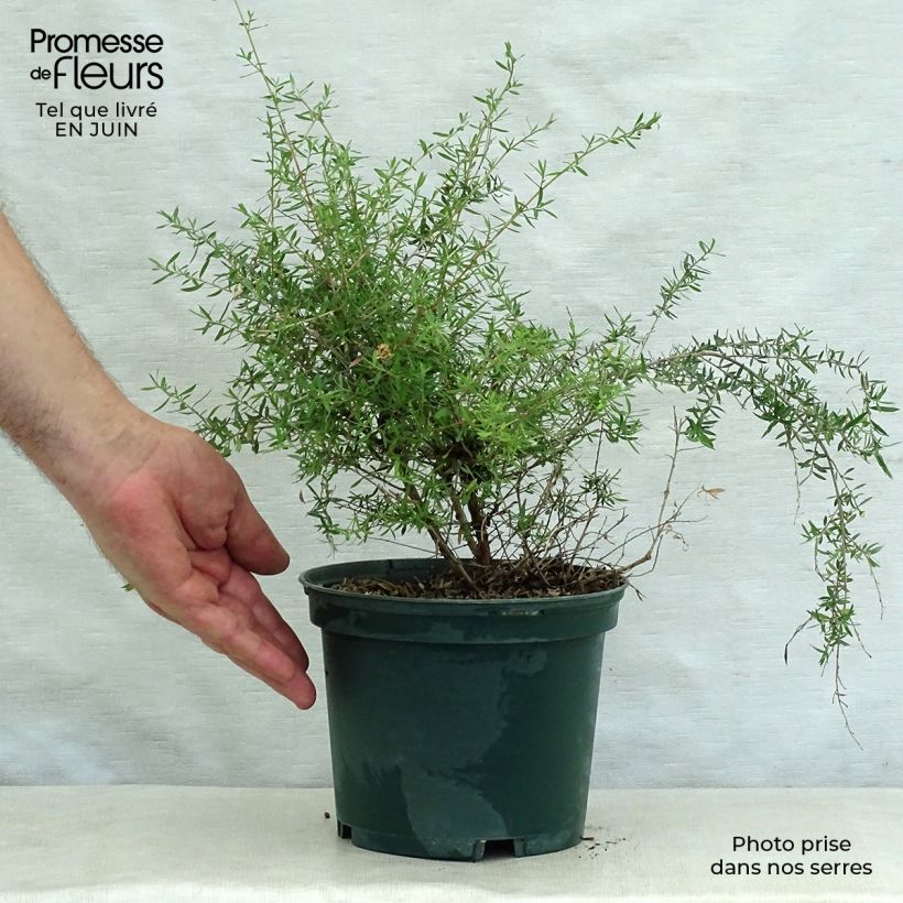 Esemplare di Leptospermum scoparium Blanc - Manuka Vaso da 2L/3L consegnato in estate