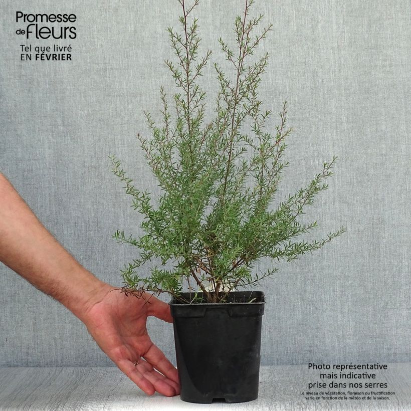 Esemplare di Leptospermum scoparium Crimson Glory - Manuka Vaso da 3L/4L come consegnato in autunno