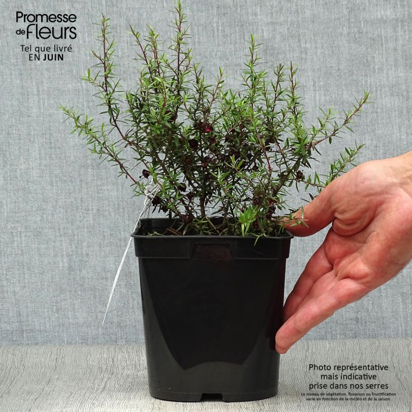 Esemplare di Leptospermum scoparium Crimson Glory - Manuka Vaso da 3L/4L consegnato in estate
