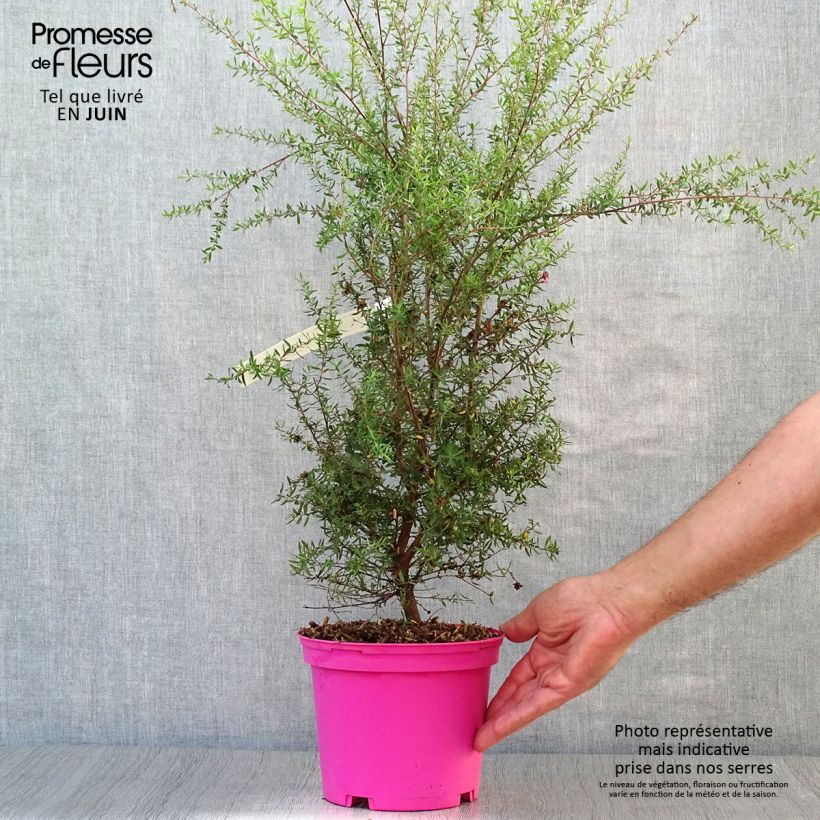 Esemplare di Leptospermum scoparium Martini - Manuka Vaso da 2L/3L consegnato in estate