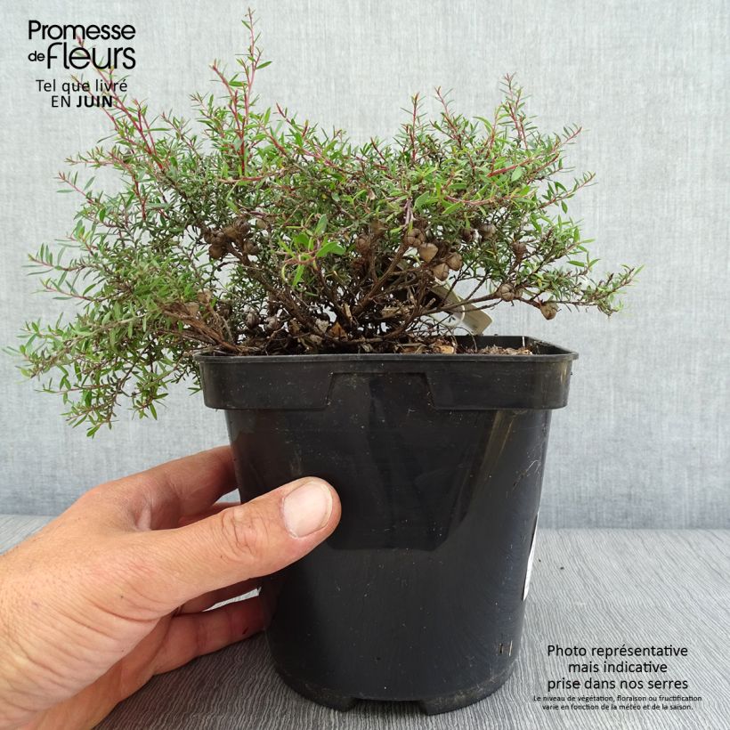 Esemplare di Leptospermum scoparium Nanum Kiwi - Manuka Vaso da 2L/3L consegnato in estate
