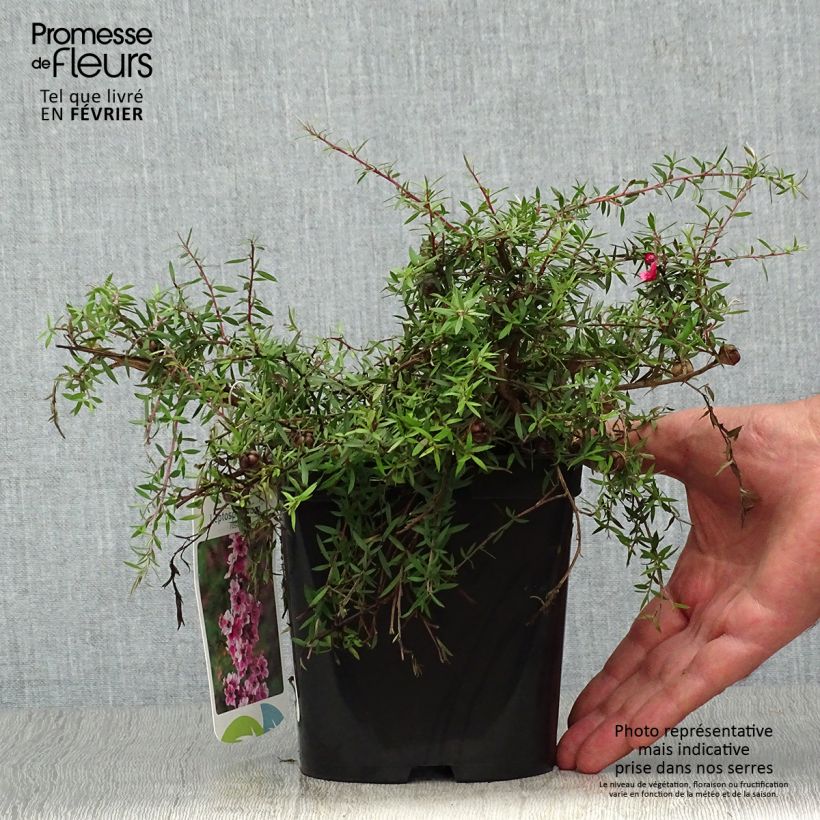 Esemplare di Leptospermum scoparium Red Falls - Manuka Vaso da 2L/3L come consegnato in autunno