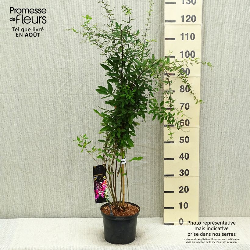 Esemplare di Lespedeza thunbergii Gibraltar Vaso da 2L/3L consegnato in estate