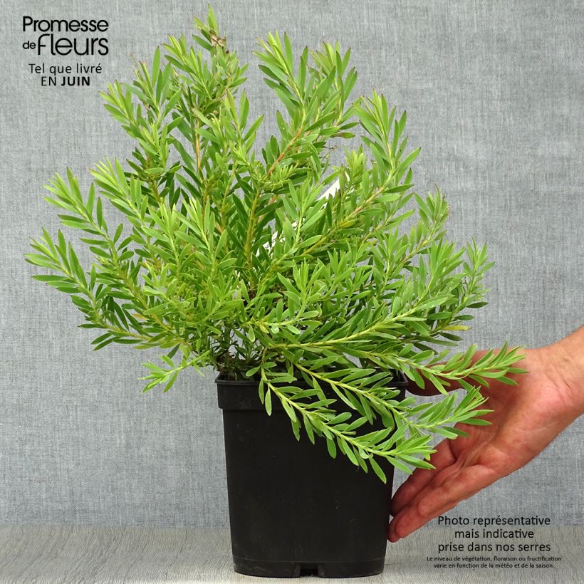 Esemplare di Leucadendron salignum Cheeky Vaso da 3L/4L consegnato in estate