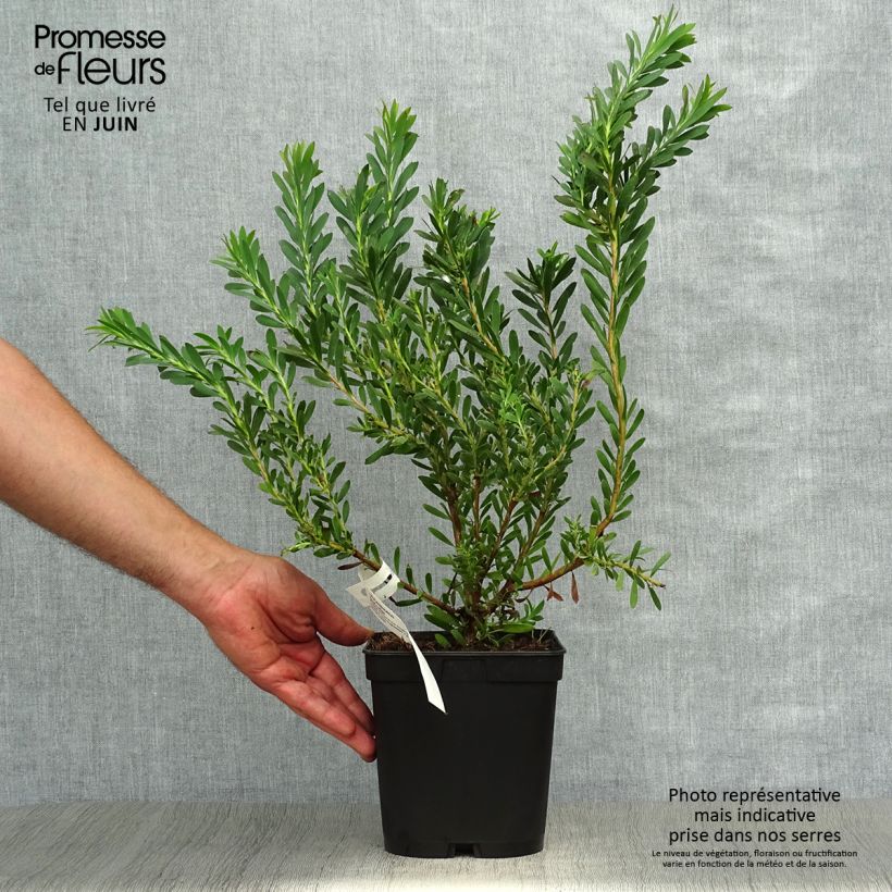 Esemplare di Leucadendron salignum Devil's Blush Vaso da 3L/4L consegnato in estate
