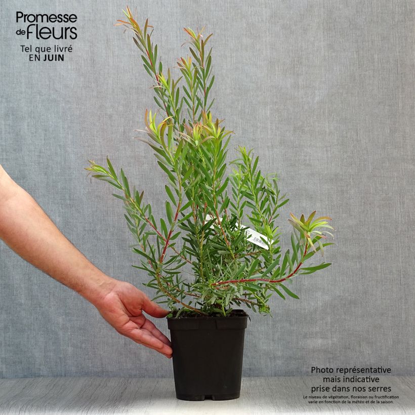 Esemplare di Leucadendron salignum Fireglow Vaso da 3L/4L consegnato in estate