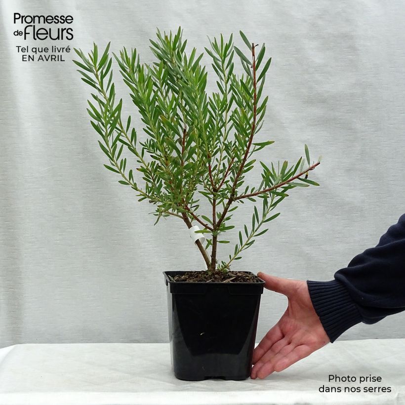 Leucadendron salignum Fireglow Vaso da 3L/4LAltezza consegnata circa 40/50cm esemplare consegnato in primavera
