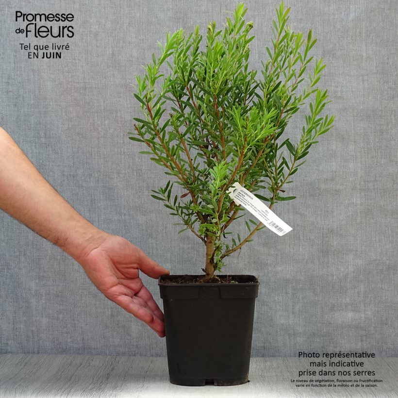 Esemplare di Leucadendron Jack Harre Vaso da 3L/4L consegnato in estate