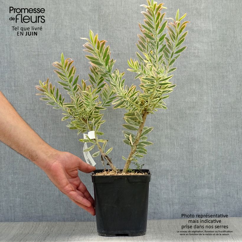 Esemplare di Leucadendron Jester Vaso da 3L/4L consegnato in estate
