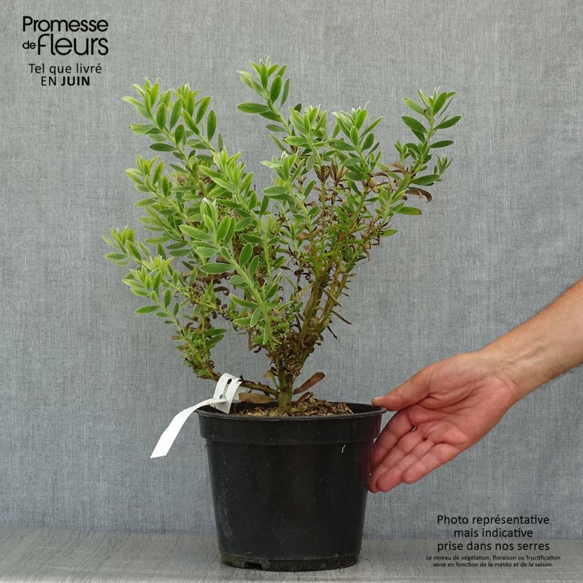 Esemplare di Leucadendron Safari Sunset Vaso da 3L/4L consegnato in estate