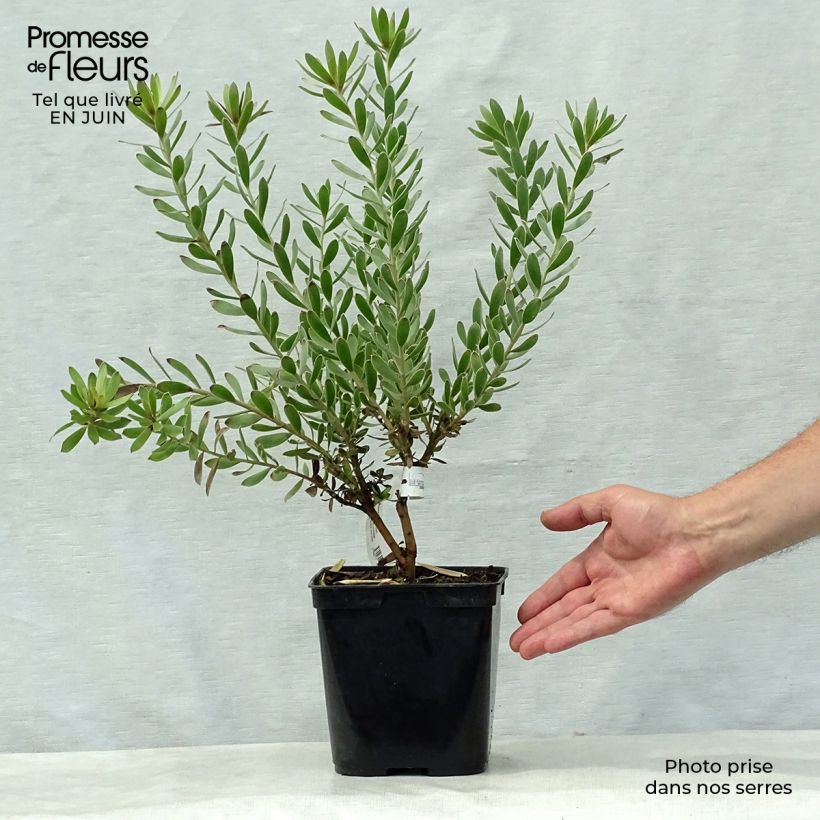 Esemplare di Leucadendron Sundance Vaso da 3L/4L consegnato in estate