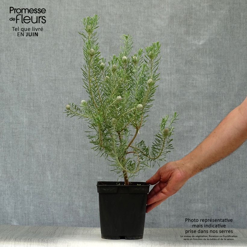 Esemplare di Leucadendron galpinii Carlin Vaso da 3L/4L consegnato in estate