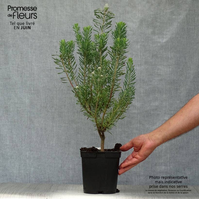 Esemplare di Leucadendron galpinii Purple Haze Vaso da 3L/4L consegnato in estate