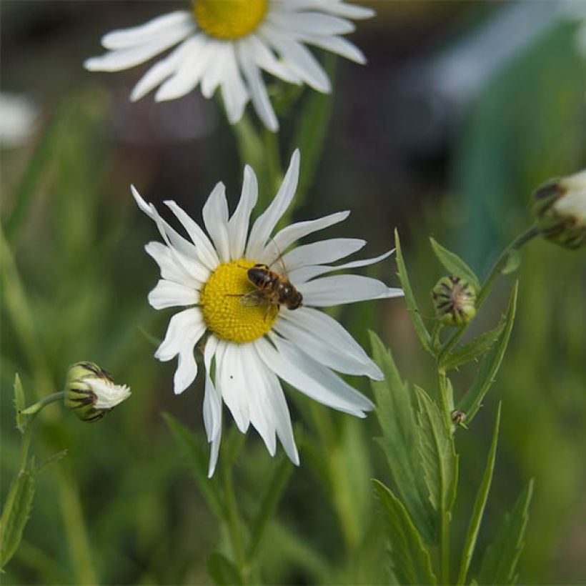 Leucanthemella serotina - Margherita serotina (Fioritura)