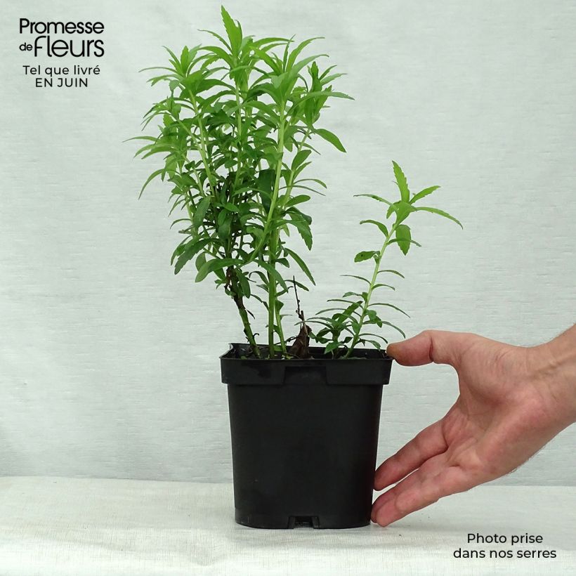 Esemplare di Leucanthemella serotina - Margherita serotina Vaso da 2L/3L consegnato in estate